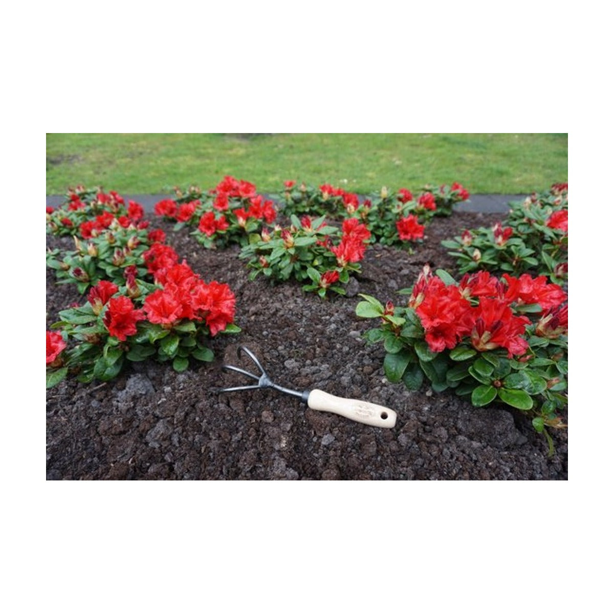 DeWit Handcultivator 3 Tands – 14 cm – Met Essenhouten Handvat – Hoogwaardig Tuingereedschap